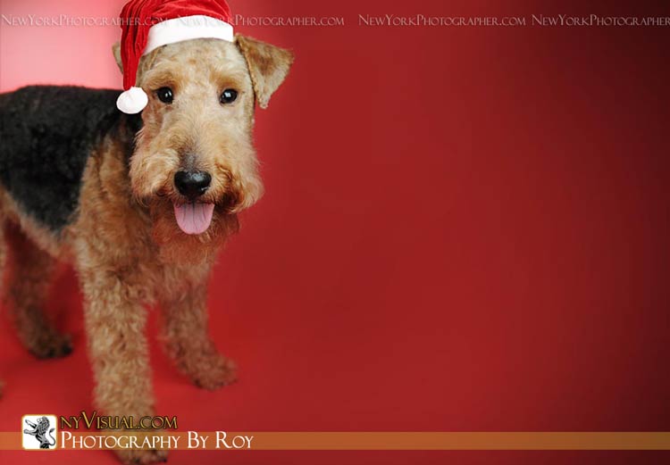 Holiday Pet Portraits, Pet Photographer comes to your New York,NJ, Westchester or  Long Island Home